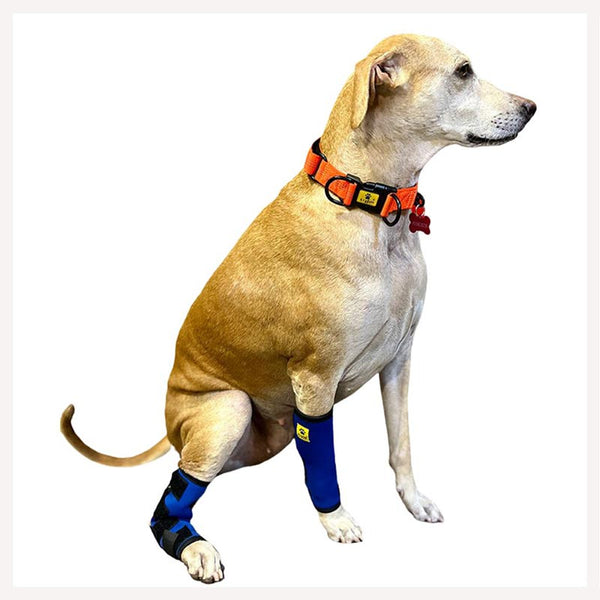 Buy Hock Joint Protective Leg Brace for Dog Leg Support for
