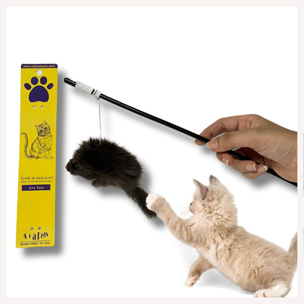 cat toys