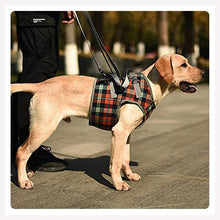 harness for dogs