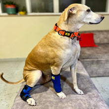 hock joint to support dog leg for walking