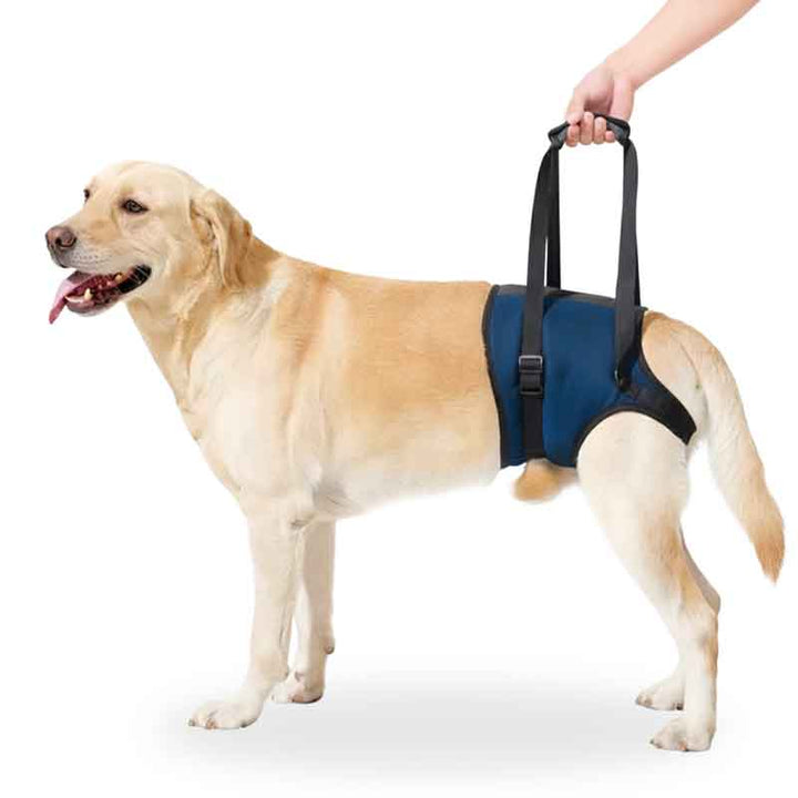Dog wearing a blue support bandage with a handle held by a person on a white background