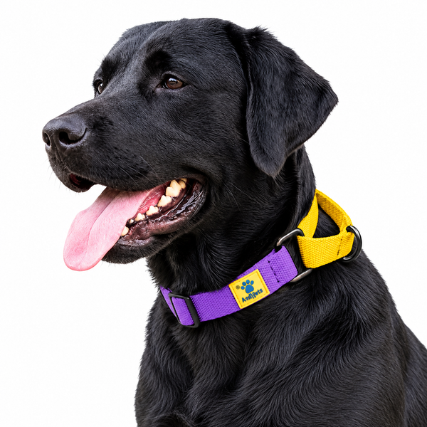 Martingale Collar for Dogs