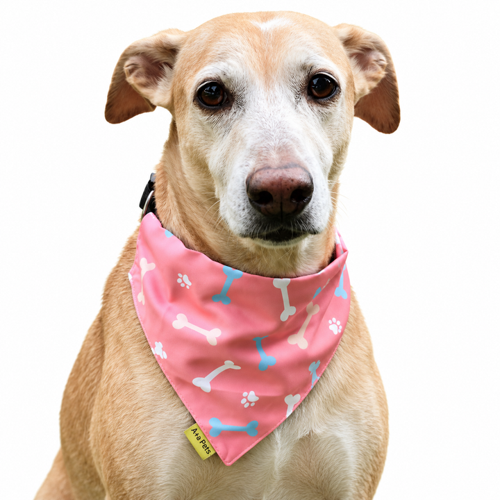 Dog wearing Bones Collection scarf collar, Pink design