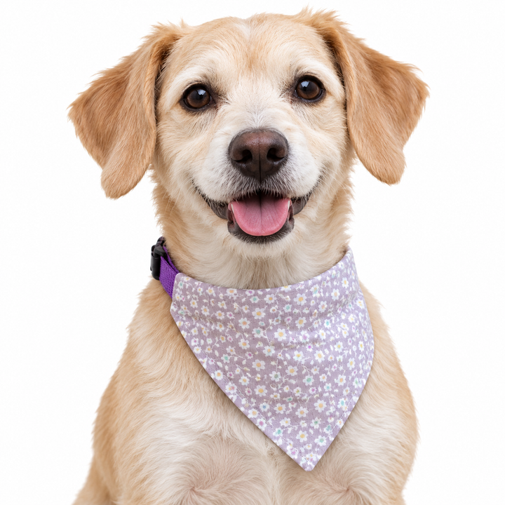 Dog wearing Flower Collection scarf collar, Purple design