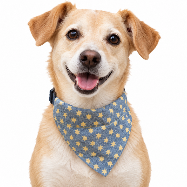 Dog wearing Stars Collection scarf collar, Black design