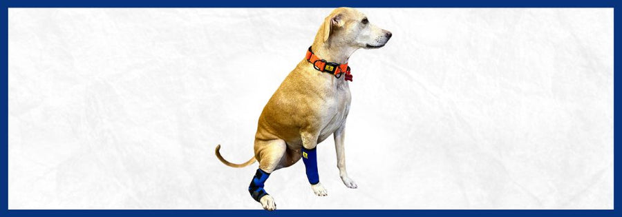 dog hock joint