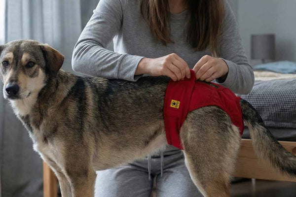 Bladder Expression for Dogs: The Perfect Partner to Safe Diapering