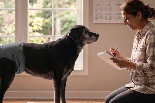 Senior Dog Incontinence & Dementia: A Dignity-Based Care Guide