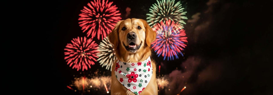 Calm, Cute & Confident: How a Scarf Collar Can Help Your Pet Feel Safe This Diwali