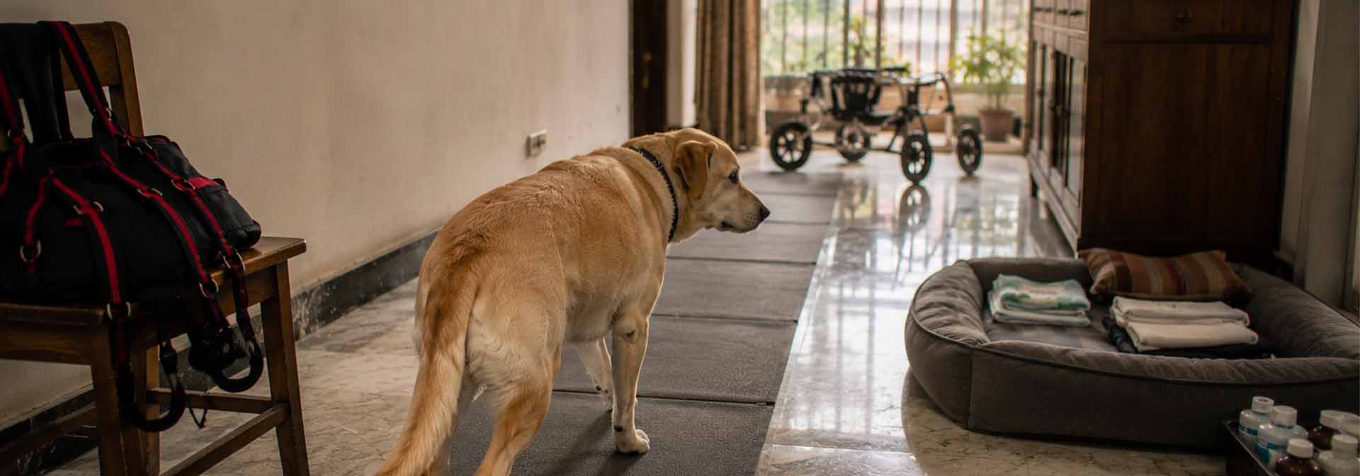 Why Is Your Older Dog Dragging Their Paws?