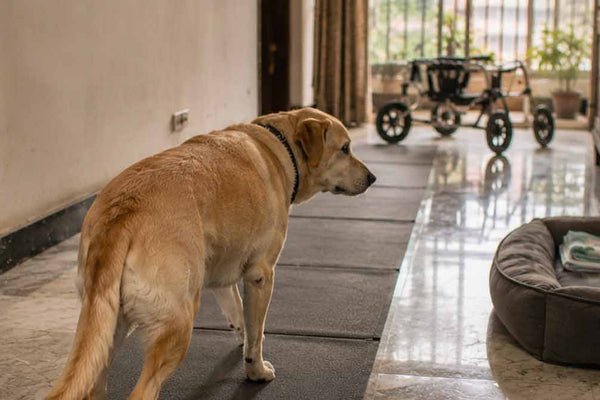 Degenerative Myelopathy in Dogs