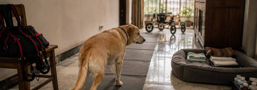 Why Is Your Older Dog Dragging Their Paws?