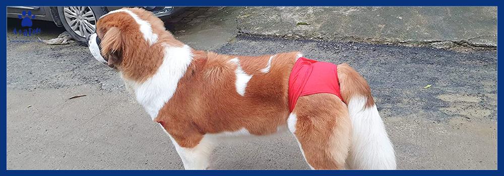The Complete Guide to Dogs Diaper Training for Pet Parents
