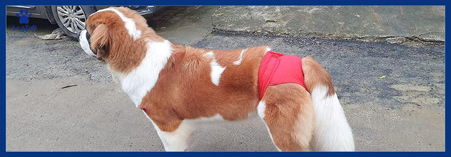 The Complete Guide to Dogs Diaper Training for Pet Parents