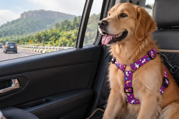 Dog Car Travel Safety in India: Road Trip Guide