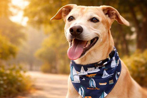 How to Keep Your Dog Cool in the Indian Summer: The 3-Step Survival Guide