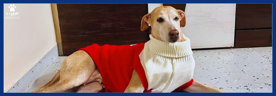 Simple winter care tips to follow for your pets