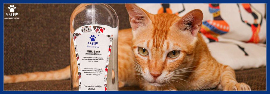Benefits of Dry Shampoo for Dogs and Cats