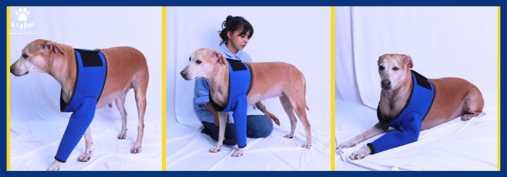 How to Care for Your Dogs' Joints' During Winters