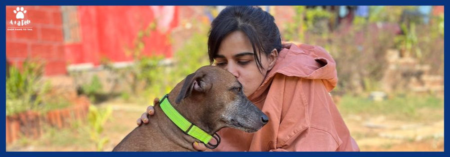 Simple Ways To Take Care of Your Pets During Firework
