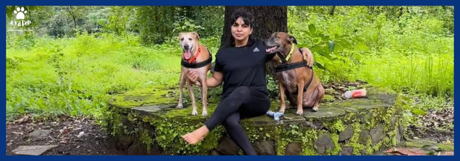 Easy Tips To Make Your Travel With Pets' Comfortable