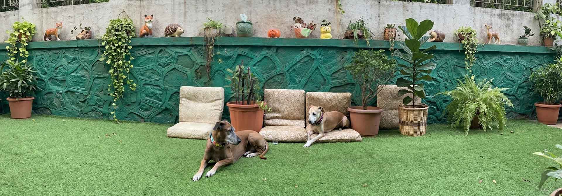 I Thought a Pet Friendly Vacation Was Impossible. Then We Found Angel House