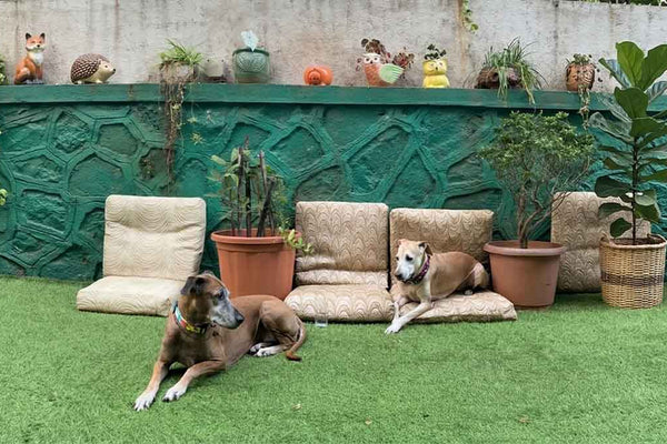 I Thought a Pet Friendly Vacation Was Impossible. Then We Found Angel House