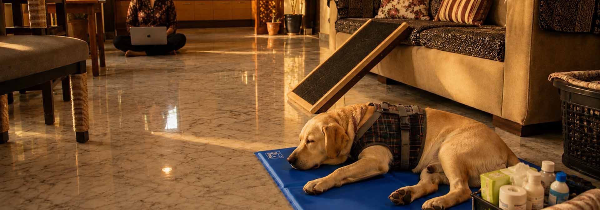 Safe Home Setup checklist specifically for managing a paralyzed dog