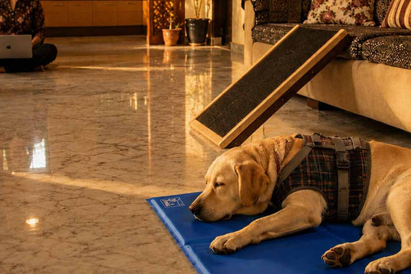 Safe Home Setup checklist specifically for managing a paralyzed dog