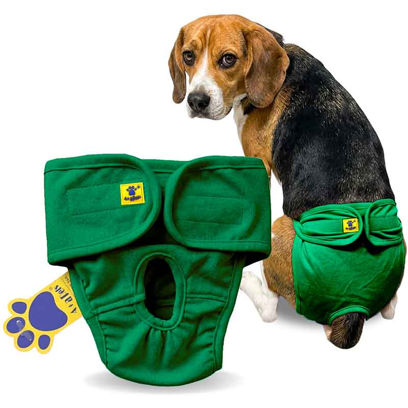 Dog wearing green diaper with a white background