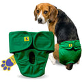Dog wearing green diaper with a white background