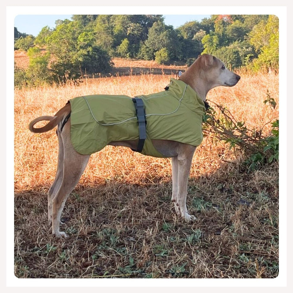 A dog wearing a green adventure raincoat with a reflective collar, standing in a field.