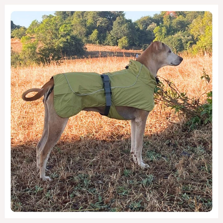 A dog wearing a green adventure raincoat with a reflective collar, standing in a field.