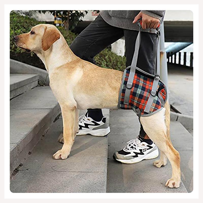 harness for dogs