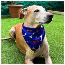 A+a Pets' 2in1 Scarf Collar Bandana for Dogs & Cats - Bones Collection