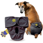 Dog wearing a diaper with a white background