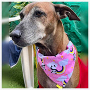 A+a Pets' 2in1 Scarf Collar Bandana for Dogs & Cats - Teddy Collection - www.aplusapets.com