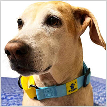 A+a Pets’ Martingale Collar for Dogs - Sky Collection
