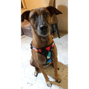 dog wearing rainbow vest harness for dog