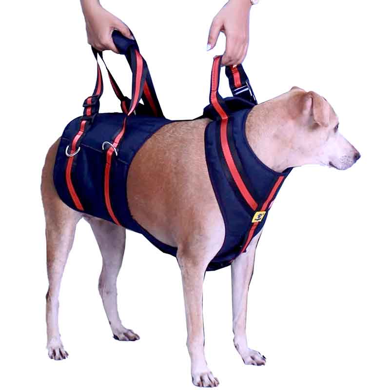 Dog wearing a blue and red harness with handles, standing on a white background