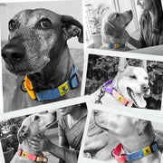 A+a Pets’ Martingale Collar for Dogs - Purple Cotton Collection - www.aplusapets.com
