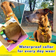 Dog wearing a colorful waterproof collar with text 'Waterproof collar for every day wear' and a brand logo.