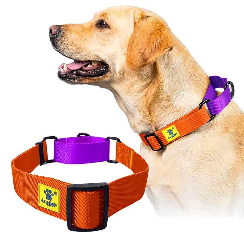 A+a Pets’ Martingale Collar for Dogs - Orange Collection