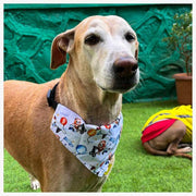 A+a Pets' 2in1 Scarf Collar Bandana for Dogs & Cats - Teddy Collection - www.aplusapets.com