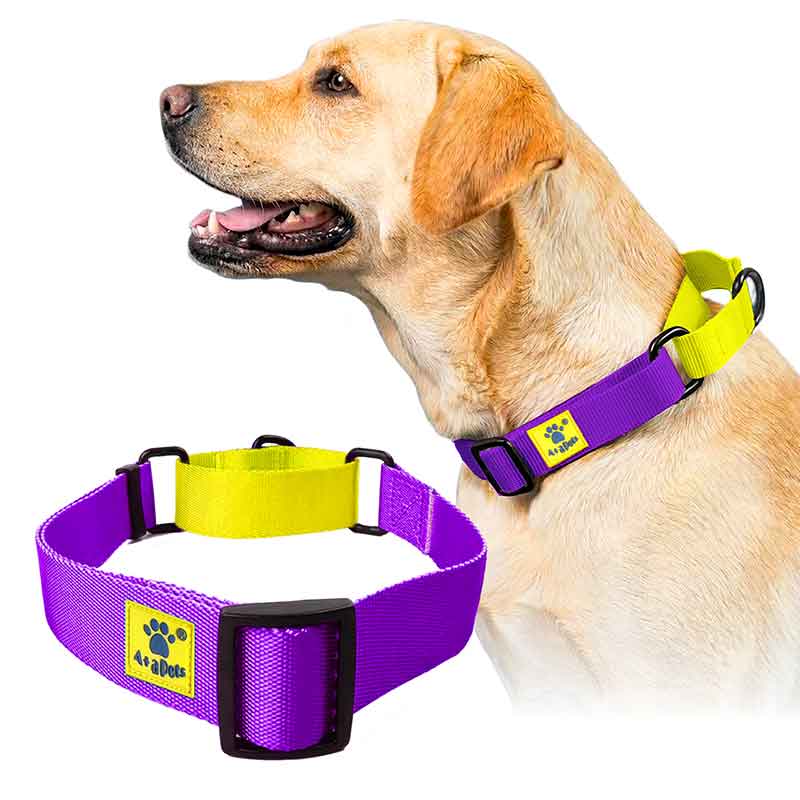 A+a Pets’ Martingale Collar for Dogs - Yellow Collection - www.aplusapets.com