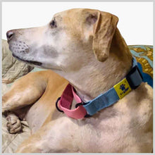 A+a Pets’ Martingale Collar for Dogs - Blue Cotton Collection