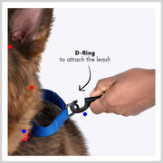 A+a Pets’ Martingale Collar for Dogs - Mango Cotton Collection - www.aplusapets.com