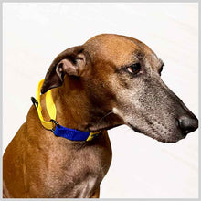 A+a Pets’ Martingale Collar for Dogs - Yellow Collection