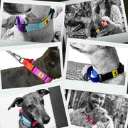 A+a Pets’ Martingale Collar for Dogs - Orange Collection - www.aplusapets.com