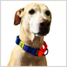 A+a Pets’ Martingale Collar for Dogs - Yellow Collection